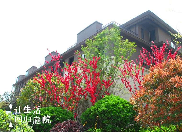 前后张望南阳50年：这样的庭院，，，，，，很难再有了！